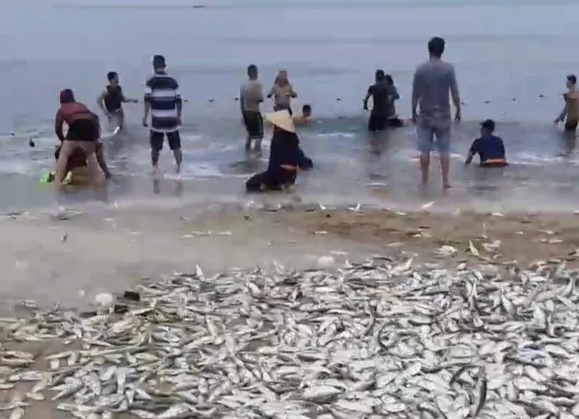 Ngư dân làng biển Cảnh Dương trúng đậm luồng cá mòi hơn 1,5 tấn gần bờ. Ảnh: CTV Ngư dân làng biển Quảng Bình trúng đậm luồng cá mòi hơn 1,5 tấn gần bờ