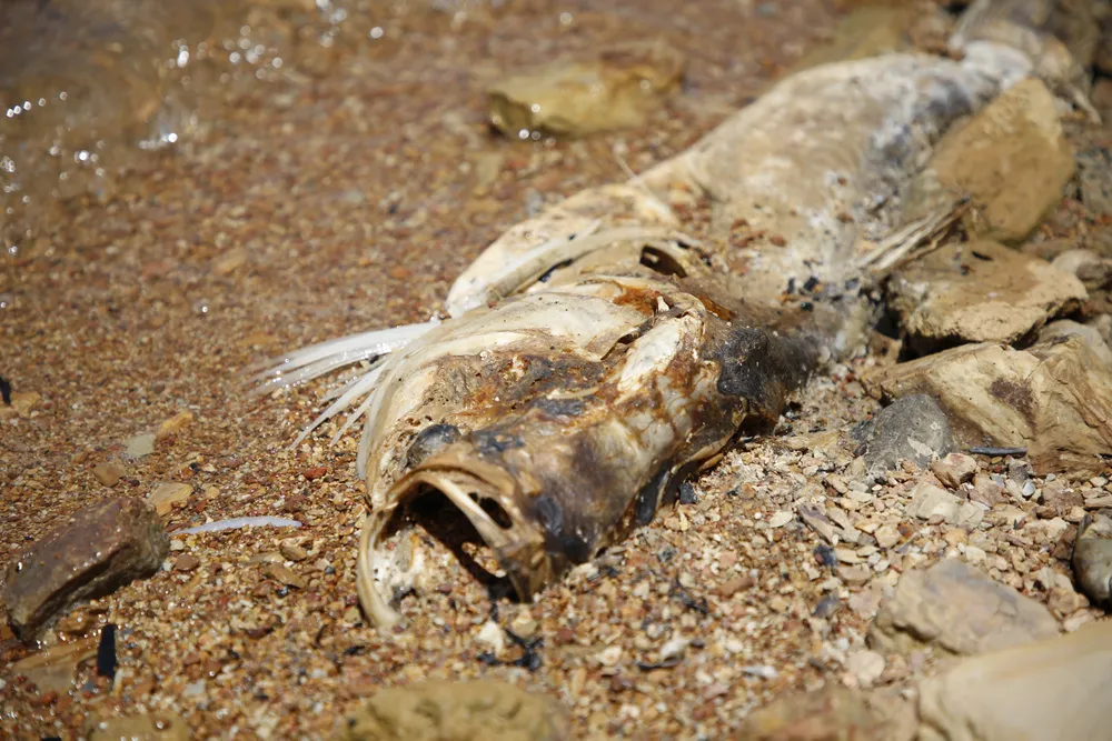 ca-chet-hang-loat-o-ho-chua-nuoc-thuy-loi-lon-nhat-quang-binh (2).JPG