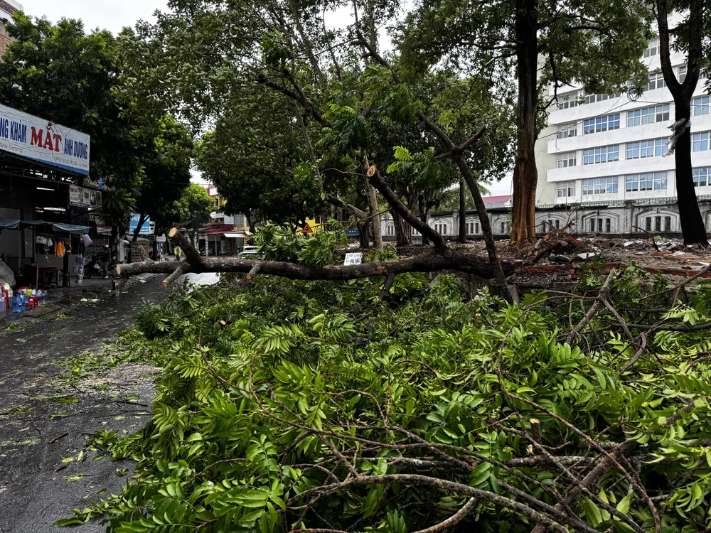 Cây xanh trên đường Võ Thị Sáu, TP Đồng Hới bật gốc dù bão số 4 chưa đổ bộ. Ảnh: B.T Quảng Bình: Cây xanh bật gốc, nhiều khu vực biên giới bị chia cắt