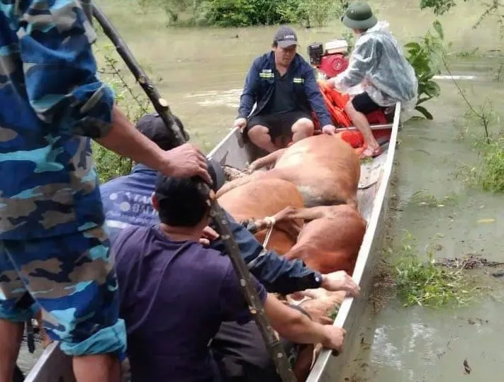 Lực lượng đồn biên phòng Cà Xèng cùng người dân kịp thời cứu đàn bò và đưa đến nơi cao ráo. Ảnh: C.Tuân Quảng Bình: Dùng thuyền vượt lũ giải cứu đàn bò của người dân