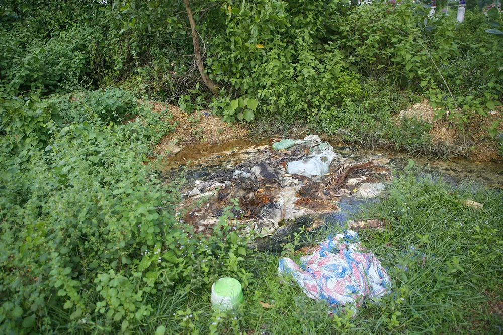 Xác lợn lại bị vứt tràn lan ở nghĩa địa tại Quảng Bình