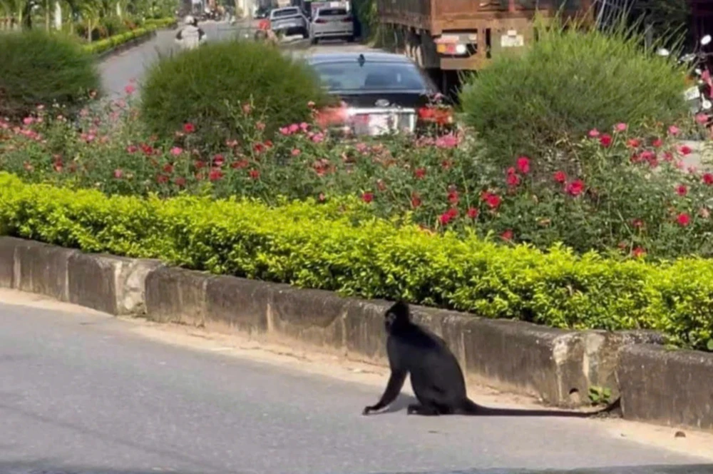 Phương án xử lý cá thể voọc lao xuống đường tấn công người ở Quảng Bình