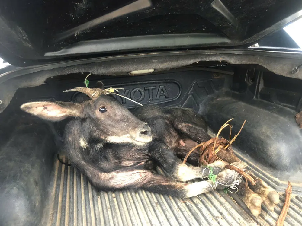 2 thanh niên đang vận chuyển một cá thể sơn dương quý hiếm thì bị bắt