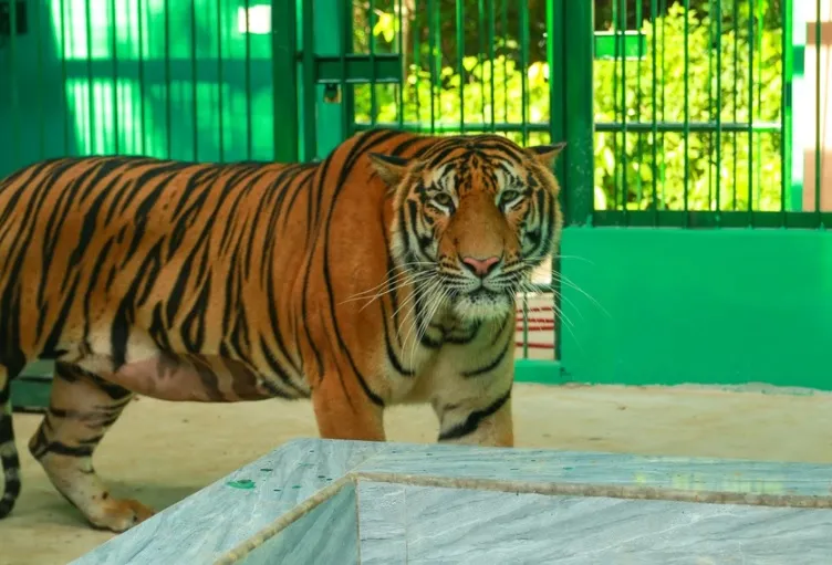 Chi 4,5 tỉ đồng làm hàng rào khuôn viên 7 con hổ đang nuôi ở Quảng Bình