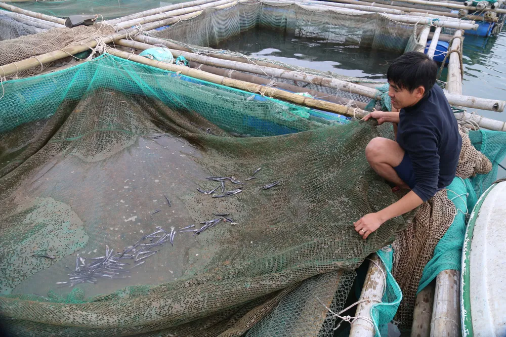 Tình trạng cá nuôi lồng trên biển chết bất thường khiến nhiều hộ dân lo lắng. Ảnh: B.T Cá nuôi lồng trên biển chết bất thường, người dân lo ngại hiện tượng váng đen lạ
