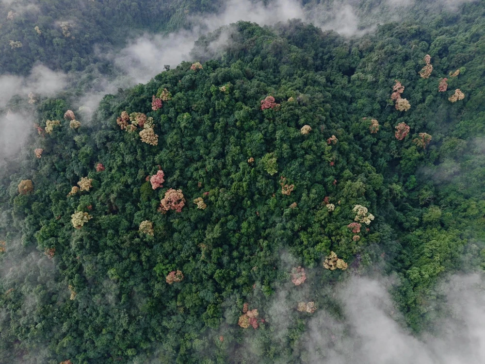 Rừng cây Trường Nhãn ở Phong Nha-Kẻ Bàng 'thay áo' đón Tết