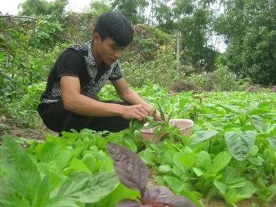 Đạt hái rau ra chợ giúp mẹ.