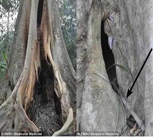 Hốc cây lớn nơi đàn dơi không đuôi sinh sống được cho là nguồn lây lan virus Ebola, gây ra đợt dịch khủng khiếp nhất trong lịch sử. Ảnh: news24.org.uk