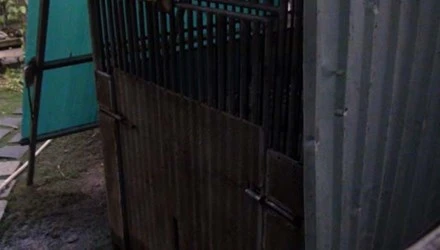 Bé trai bị gấu nuôi cắn đứt lìa tay ảnh 1