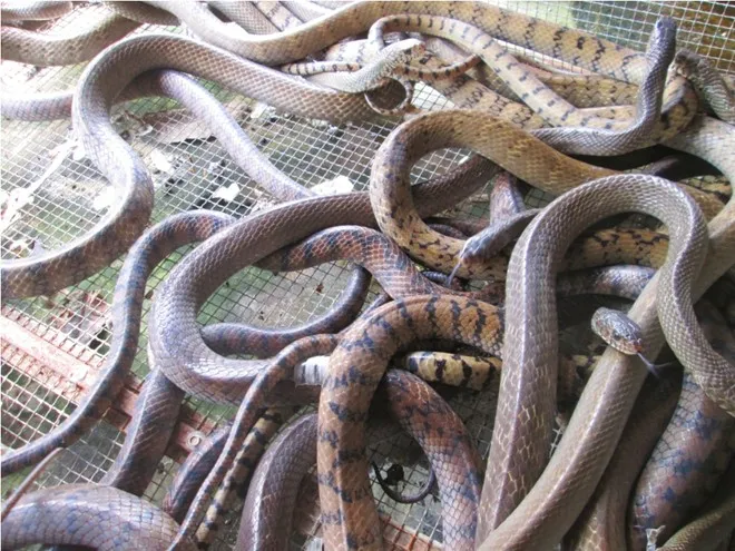 Trung Quốc ngưng mua, nông dân miền Tây lao đao vì rắn ảnh 1 Trung Quốc ngưng mua, nông dân miền Tây lao đao vì rắn ảnh 1