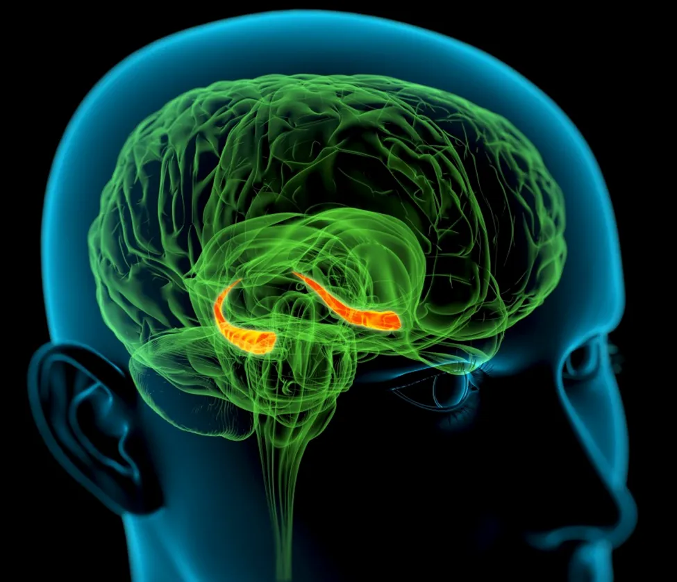 Sex giúp chúng ta thông minh hơn ảnh 1