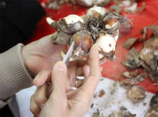 Chơi hoa thủy tiên thu lãi khủng - 3