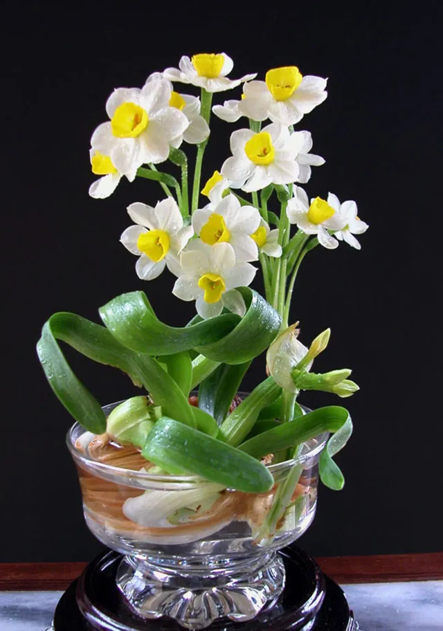 Chơi hoa thủy tiên thu lãi khủng - 2