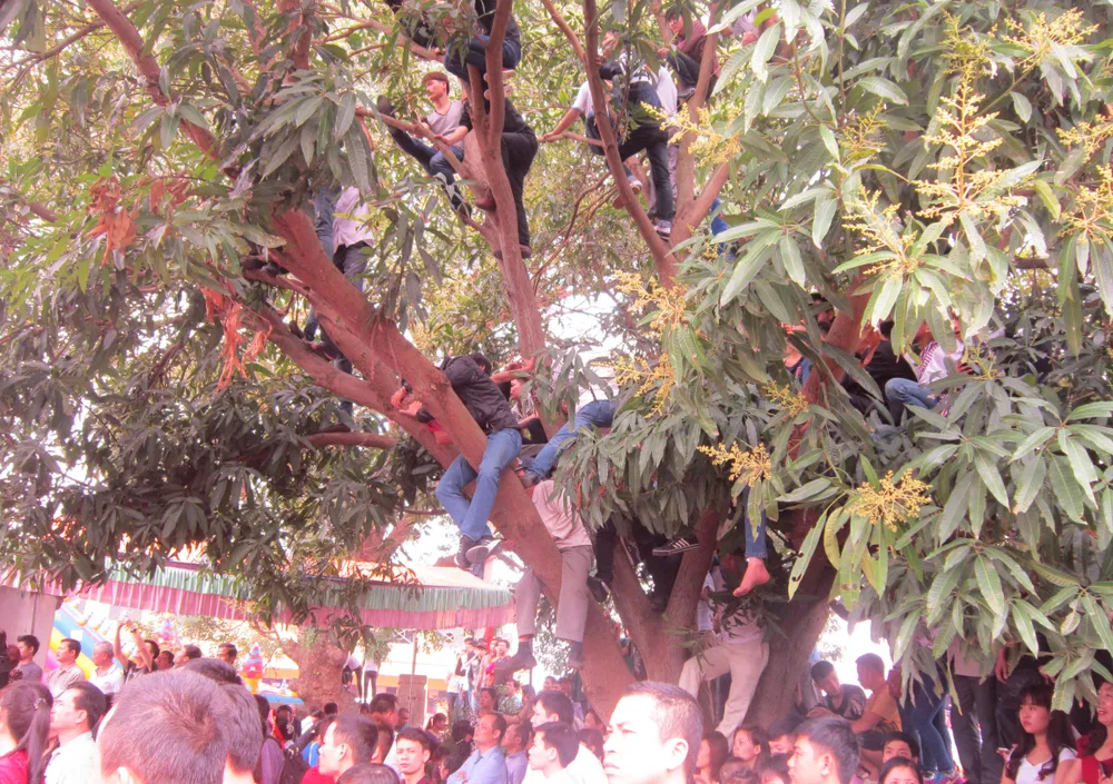 Leo cây xem hội chém lợn ảnh 4