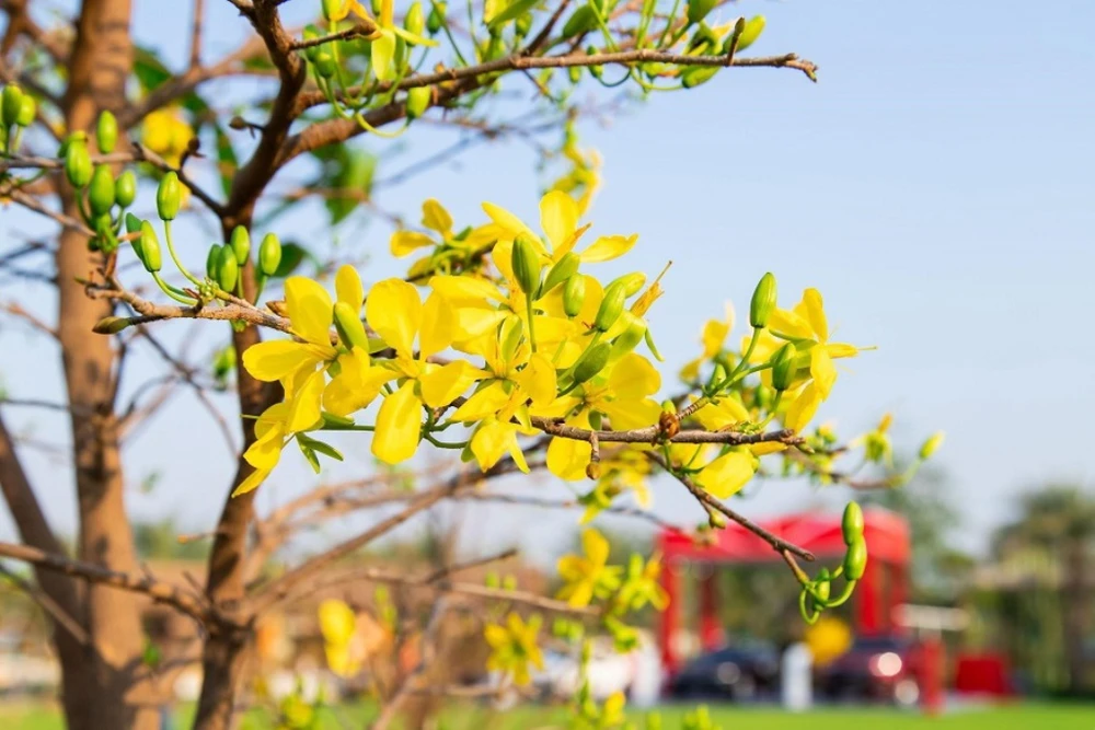 Những con số ấn tượng tại lễ hội hoa xuân lớn nhất TP.HCM ảnh 2