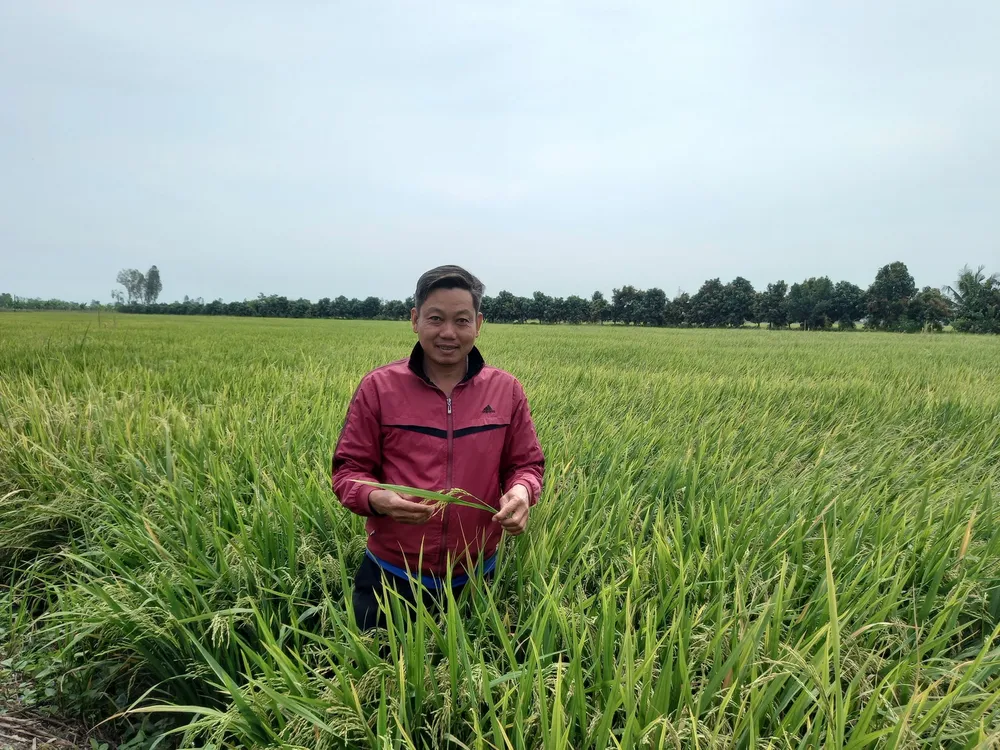 Người dân trồng lúa được mùa, được giá.