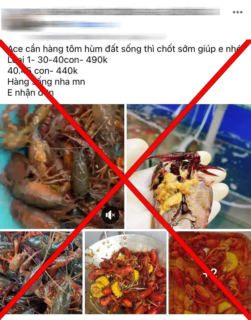 Dù là đối tượng cấm nhập khẩu, song mặt hàng tôm hùm đất vẫn được rao bán tràn lan trên chợ mạng. Ảnh: PV