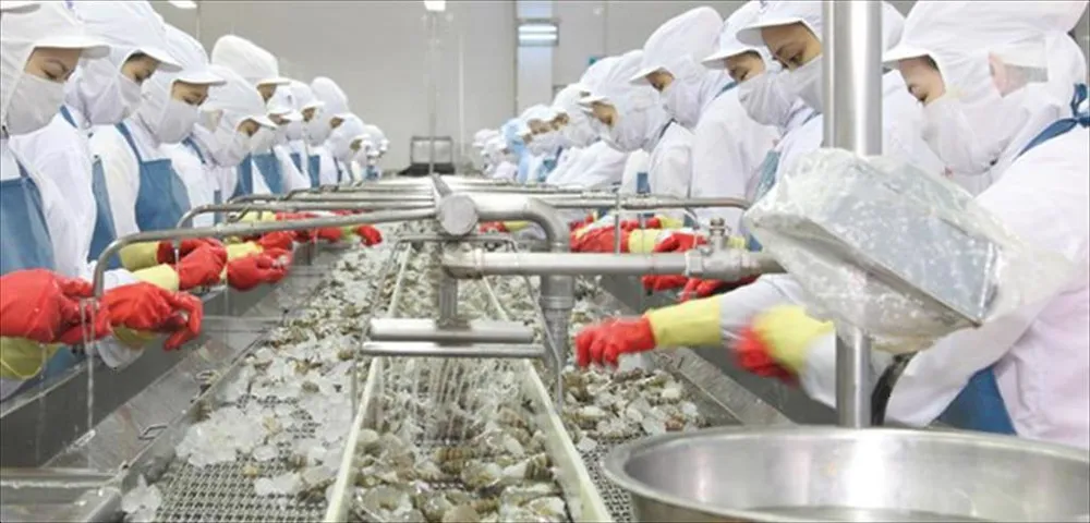 Để thúc đẩy FTAs, DN phải chứng minh mình đã tuân thủ tiêu chuẩn lao động quốc tế. Ảnh: PLO tôm