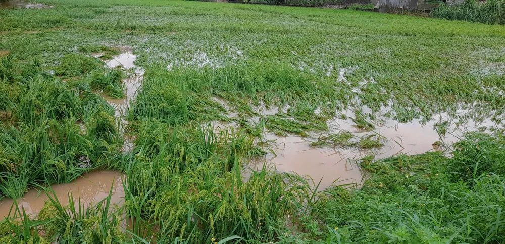Ruộng lúa của người dân Bắc Giang bị ngập úng nặng nề do lũ lụt ở miền Bắc. Ảnh: BÁO BẮC GIANG IMG_0069.JPG
