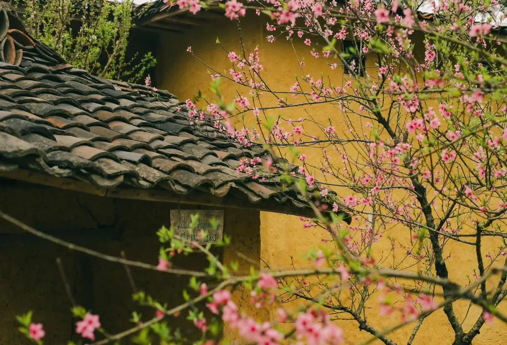 hoa đào ở lô lô chải hà giang.jpg