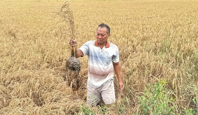 Hình ảnh lúa chết bất thường cạnh cao tốc Cần Thơ - Cà Mau. Ảnh: VNExpress