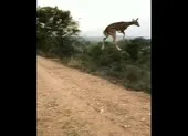 Video: Sững sờ ngắm nai bay!
