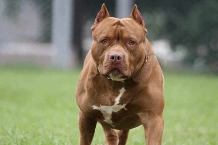Chó pit bull bị cấm nuôi ở một số khu vực ở Mỹ. Ảnh: GETTY IMAGES