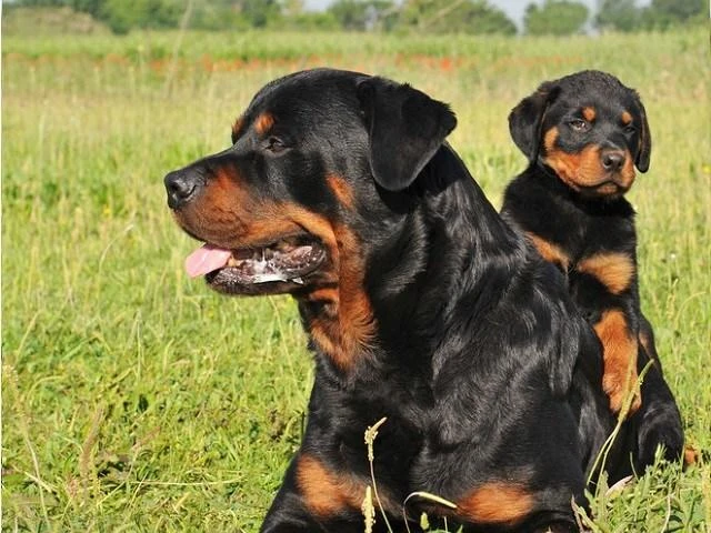 Chó rottweilers cũng bị cấm ở một số nơi ở nước Mỹ. Ảnh: GETTY IMAGES