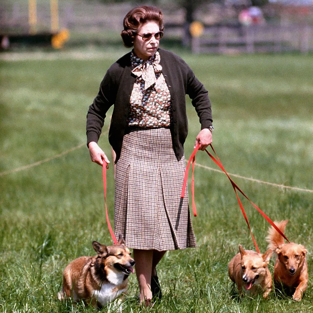 Elizabeth đi dạo với một số chú chó corgis của mình tại Windsor Horse Trials vào tháng 5-1980. Ảnh: AP Elizabeth đi dạo với một số chú chó corgis của mình tại Windsor Horse Trials vào tháng 5-1980. Ảnh: AP