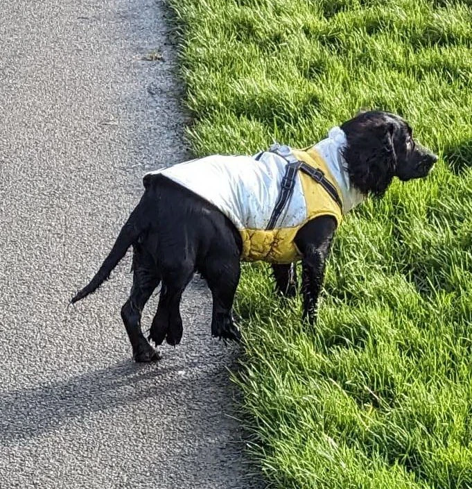 Cuộc sống mới của chú chó 6 chân bị bỏ rơi ở bãi giữ xe