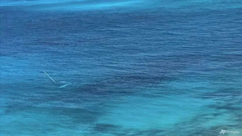 cá mập tấn công.jpeg