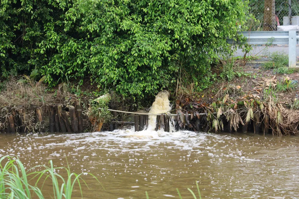 thủ phủ mai vàng (6).jpg