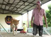 Lão Hạc và mối quan hệ cực kỳ thân thiết cùng Cậu Vàng ảnh 7 Chú chó Nhật Shiba đóng cậu Vàng trong Lão Hạc gây tranh cãi