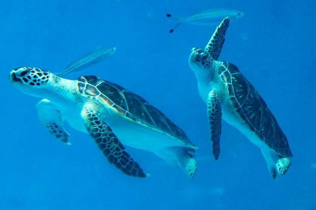 Rùa xanh. Ảnh: GETTY IMAGES