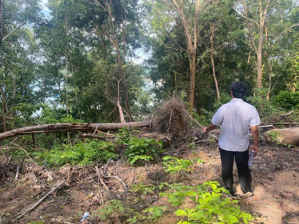 Nhiều cây gỗ thân lớn bị các đối tượng chặt phá thời điểm khoảng tháng 5-2022 tại khu vực đất rừng phòng hộ và đất do UBND phường An Thới quản lý ở bãi Khem. Ảnh: HỮU ĐĂNG