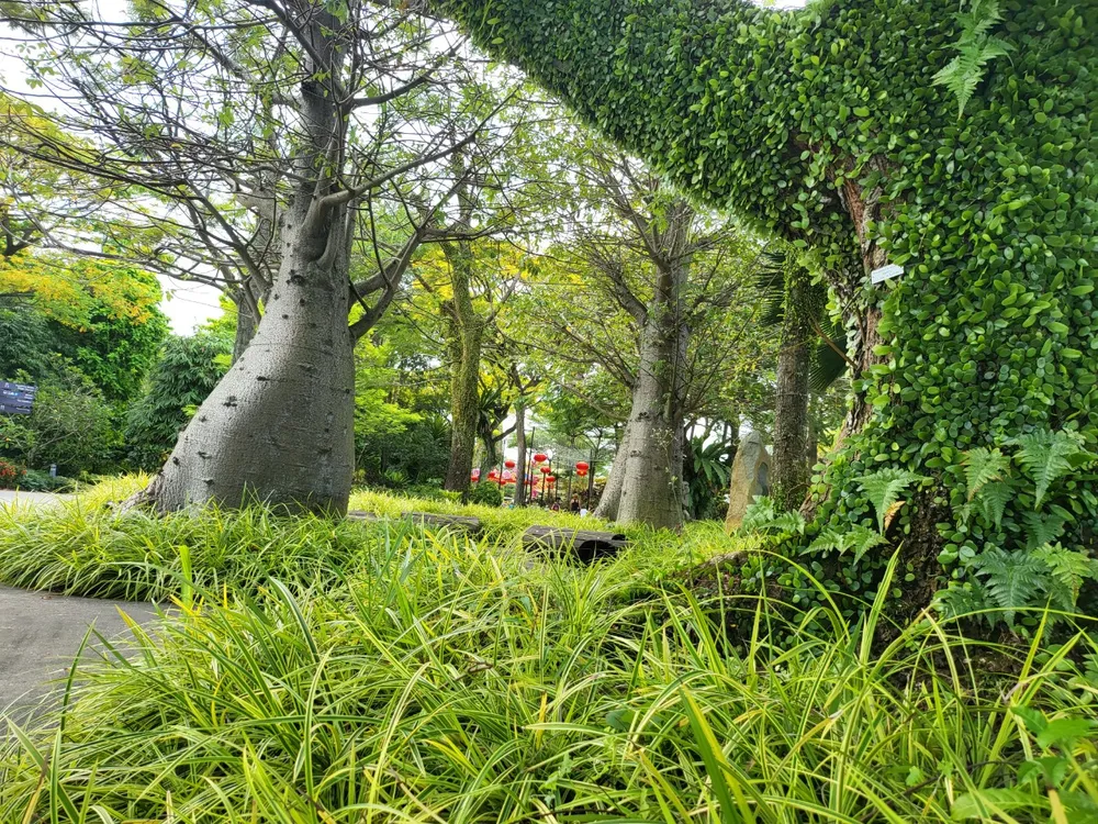 Nơi đâu cũng thấy mảng xanh với những loài cây lạ nếu di chuyển bên trong Gardens by the Bay Nơi đâu cũng thấy mảng xanh với những loài cây lạ nếu di chuyển bên trong Gardens by the Bay