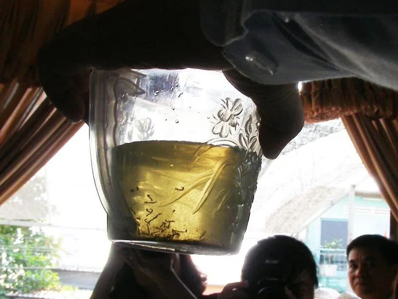 Đoàn kiểm tra Bộ Y tế phát hiện nhiều lăng quăng trong lọ hoa tại một hộ dân ở huyện Bình Chánh (TP.HCM). Ảnh: TRẦN NGỌC