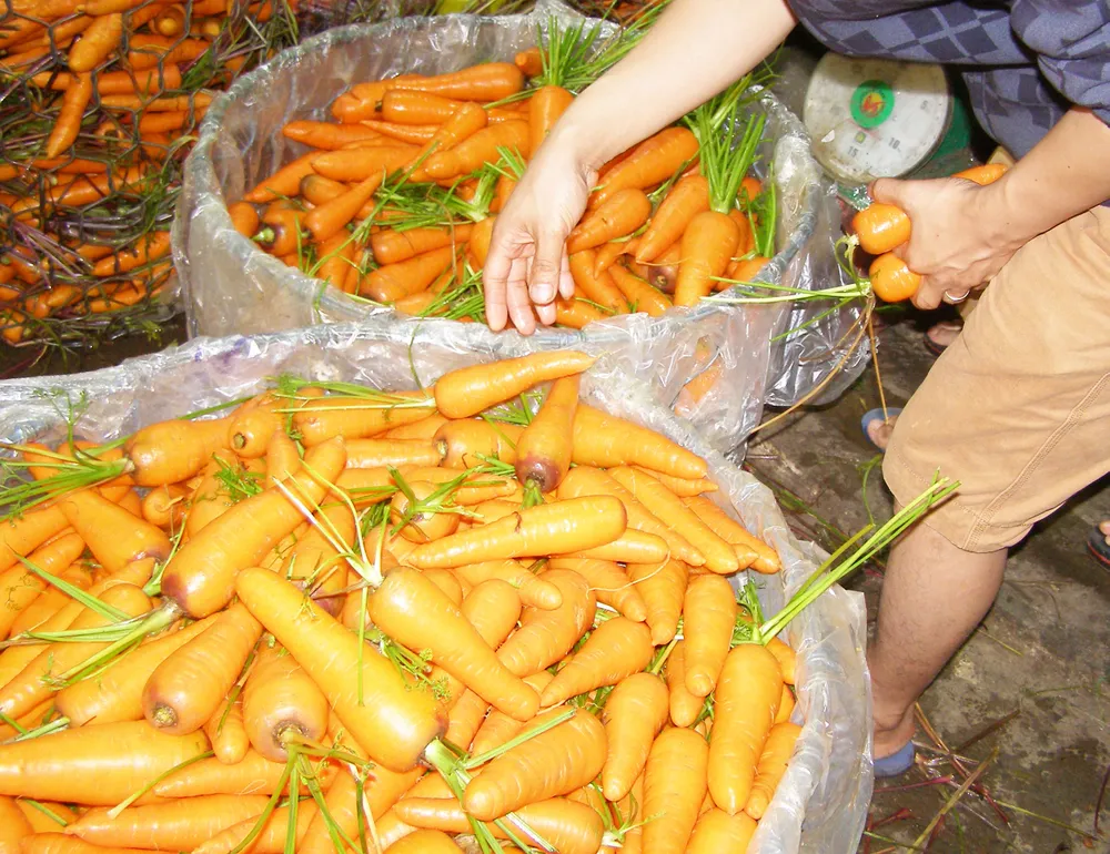 TP.HCM: Nấm nhập từ Trung Quốc không chứa chất gây hại ảnh 2 TP.HCM: Nấm nhập từ Trung Quốc không chứa chất gây hại ảnh 2