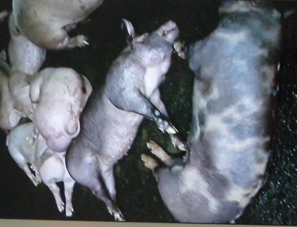 Thêm 200 con heo bị tiêm thuốc an thần ảnh 1 Thêm 200 con heo bị tiêm thuốc an thần ảnh 1