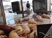 Heo lở mồm long móng bị chặt 4 chân để 'che mắt' người mua ảnh 3 'Đầu độc người khác không ân hận, xử phạt lại kêu ca'