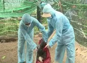 Xuất hiện ổ dịch cúm A/H5N6 độc lực cực mạnh