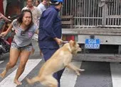 TP.HCM: Nguy cơ từ chó thả rông