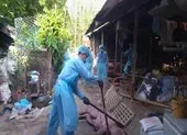 TP.HCM phát hiện ổ dịch tả heo châu Phi đầu tiên 