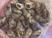 Ăn ốc biển lạ, 1 người chết, 2 người cấp cứu
