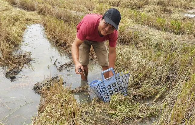 Thêm một con cá lóc bị &quot;tóm&quot;. Ảnh: THANH NGHĨA