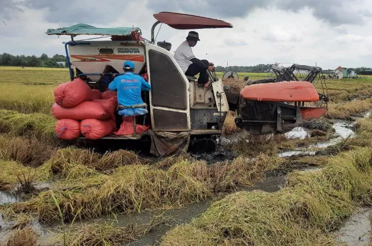 Chỗ nào xe gặt lúa đi qua là cá ngóc đầu rồi lủi trong gốc lúa sình bùn. Ảnh: TRẦN NGỌC