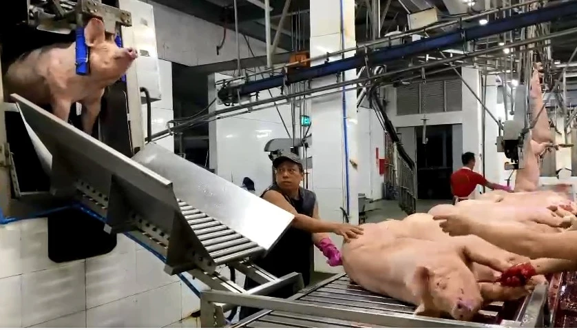 Heo được làm ngất bằng hệ thống tự động trên dây chuyền giết mổ công nghiệp hoàn chỉnh. Ảnh: TRẦN NGỌC