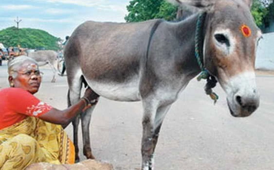 Ấn Độ: Sữa lừa, phương thuốc quý đang lên ngôi ảnh 1