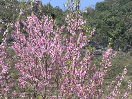 Phạm Ngọc Triển