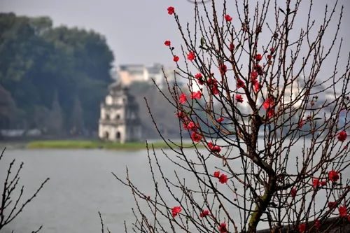 Hoa đào 'đổ bộ' xuống phố đón chào Tết ảnh 3 Hoa đào 'đổ bộ' xuống phố đón chào Tết